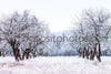 Frosty Apple Tree Winter Garden Backdrop