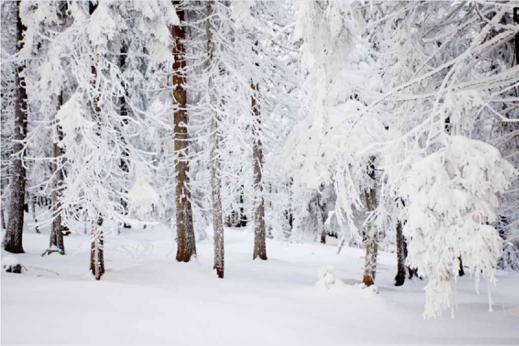 Snow Spike Tree Christmas Print Photography Backdrop